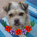 Janet Gyuro Gregg - @gyurogregg - Instagram