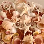Janet Porcher Gregg - @janetgreggshelldesigns - Instagram