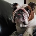 Janelle Greiner Lawson - @otis.chickenbutt.bully - Instagram