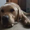 janettegrey - @janettegrey - TikTok