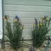 Janet Grimsley - Facebook