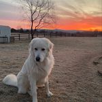 Janet Hamilton - @district_paws - Instagram