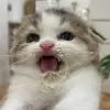 _janet.han - @_janet.han - TikTok