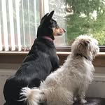 Janet Hanlon - @jphanlon60 - Instagram