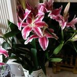 Janet Hardman - @janwestafrica - Instagram
