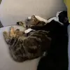 Janet Harper - @janet.harper0 - TikTok