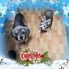 Janet Flores - @janetharrysmom - TikTok