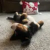 Jane the Bernese Mountain Dog - @janetheberner - TikTok
