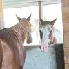 Janet MN horse volunteer - @janethochu - TikTok
