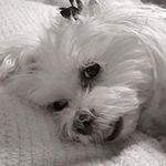 Janet Hostetler - @jchost - Instagram