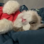 Janet Hung - @mimicat_meow - Instagram