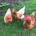 Janet Hussey - Facebook