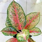 Janet Kato - Facebook