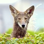 Janet Kessler - @coyoteyipps - Instagram