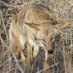 Janet Kessler - @coyoteyippssf - Instagram