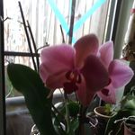 Janet Kroll - @janetkroll2 - Instagram