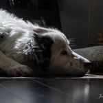 Janet Langdon - @ivy_greatpyrenees - Instagram