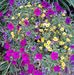 Janet Lease - Facebook