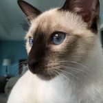 Janet Wang - @janetledoggo - Instagram