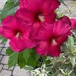 Jane LeVasseur - @jalevasseur2024 - Instagram