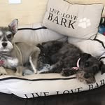 Janet Levi - @izzy_trixie.skye - Instagram