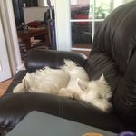 Brandon & Janet Locklear - @southernwesties - Instagram