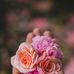Janet Lovos - Facebook