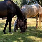 Janet Luck - @cajunhorse1 - Instagram