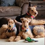 Janet Mace-Sublette - @janetsairedales - Instagram