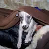 Janet Brash Macgregor - @janet.brash.macgr - TikTok