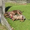 janetmacgregor25 - @darcyandboadventures - TikTok