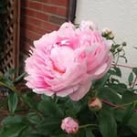Janet Maki - @janetmaki4 - Instagram