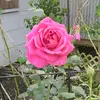 hi - @janetmatherne1234 - TikTok