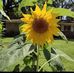 Janette McAdams - Facebook