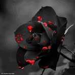 Janet McGonagle - Facebook