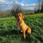 Jane Mellor - @cwntalfrynlabradors - Instagram