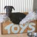 Janette Mellor - Facebook