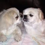 Janet Michelson - @racingnana2 - Instagram