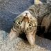 Janet Militello Miller - Facebook