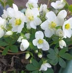 Janet Milner - Facebook