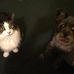 Janet Mohler - Facebook