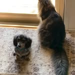 Janet Mohring - @j.rafscallion - Instagram