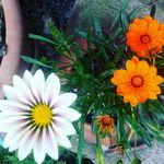 Janet Monroy - @janetmonroy5127 - Instagram