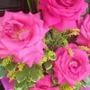 janetmunnings - @janetmunnings - TikTok