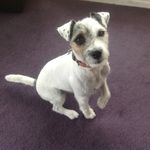 Janet Naylor - @cuteparsonrussell - Instagram