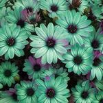 Janet Nickell - @sassypants1570 - Instagram
