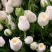Janet Austen - Facebook