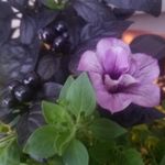 Janet Martin-Pack - @martinpack - Instagram