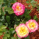 Janet Pagel - @pageljanet - Instagram