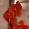 Janet Palma - @janet.palma09 - TikTok